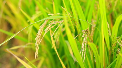 Mature paddy rice field before harvest, Mature paddy rice growing in rice field
