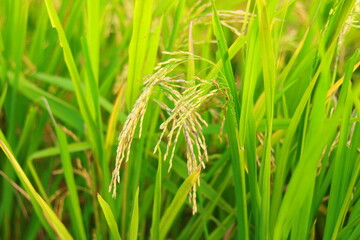Mature paddy rice field before harvest, Mature paddy rice growing in rice field