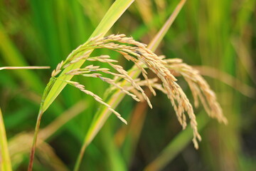 Mature paddy rice field before harvest, Mature paddy rice growing in rice field