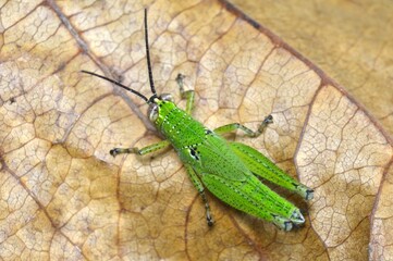 grasshopper on dry leave