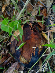 Rotten coconut on the ground.