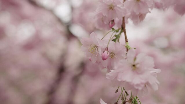 Slow motion handheld shot of cherry blossom