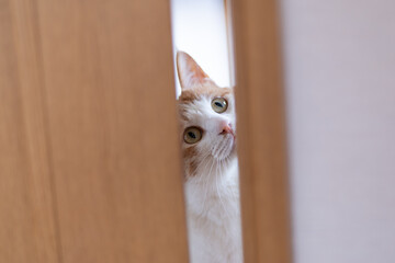ドアの隙間から覗く猫　茶トラ白