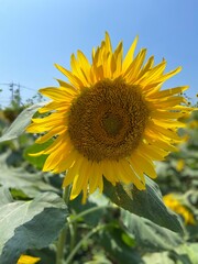 sunflower Himawari