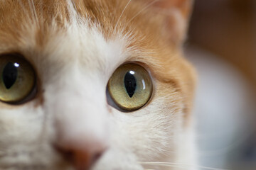 猫の視線　茶トラ白