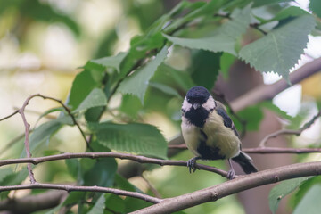Our feathered friends flew in to pose