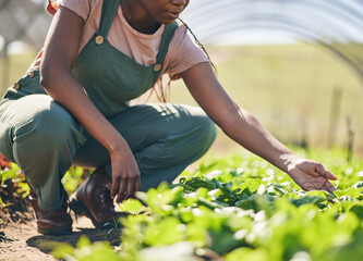 Person hands, farmer and greenhouse, vegetables or gardening for agriculture or farming business and growth in field. Worker and green lettuce or plants for sustainability, food and quality assurance