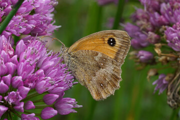 Obraz premium Colorful closeup on a orange gatekeeper butterfly, Pyronia tithonus on a purple Allium flower