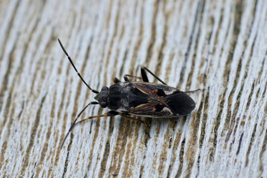 Closeup on a large, elongate and long-legged ground bug , Rhyparochromus vulgaris sitting on wood