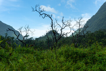 Obraz premium Tahiti, Tree and tropical Plants in Vaihiria Valley