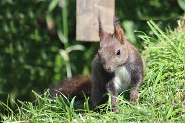 Eurasisches Eichhörnchen / Eurasian red squirrel / Sciurus vulgaris