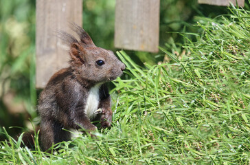 Eurasisches Eichhörnchen / Eurasian red squirrel / Sciurus vulgaris
