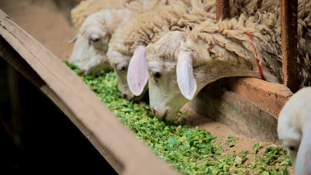 Sheep eating chopped crops in a traditional wooden pen in rural Indonesia. Close-up side view video with a telephoto lens. The sheep look healthy and eager to eat.