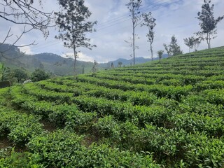 tea plantation