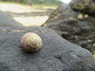 beautiful shells of mollusks on the beach mother of pearl waste debris