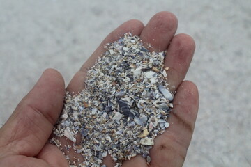 mollusc shells discarded by erosion turned into beach sand