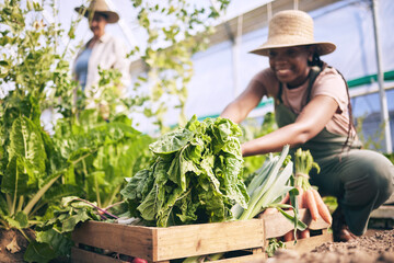 Spinach, vegetables in box and green, black woman farming and sustainability with harvest and agro...