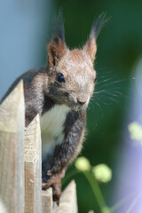 Obraz premium Eurasisches Eichhörnchen / Eurasian red squirrel / Sciurus vulgaris