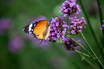 Close up photo of butterfly and blurred background.