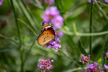 Close up photo of butterfly and blurred background.