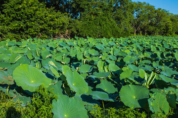 Obraz na płótnie Canvas The bright green lotus leaves in the lotus pond 