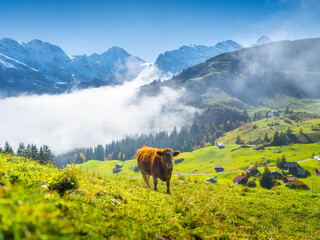 Typical Swiss landscape. A cow grazing in a meadow. View of a sunny valley with lush grass. A cow...