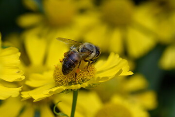 Biene auf einer Gemswurz-Blüte