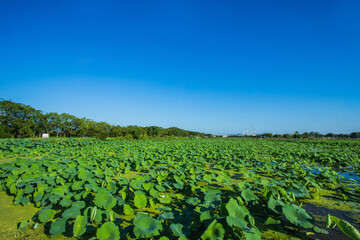 Fototapeta na wymiar The bright green lotus leaves in the lotus pond 
