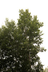Fototapeta premium Flora of Finland - Populus tremula, common aspen, isolated on white backgtound