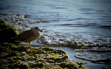 Seagull