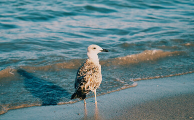 Seagull