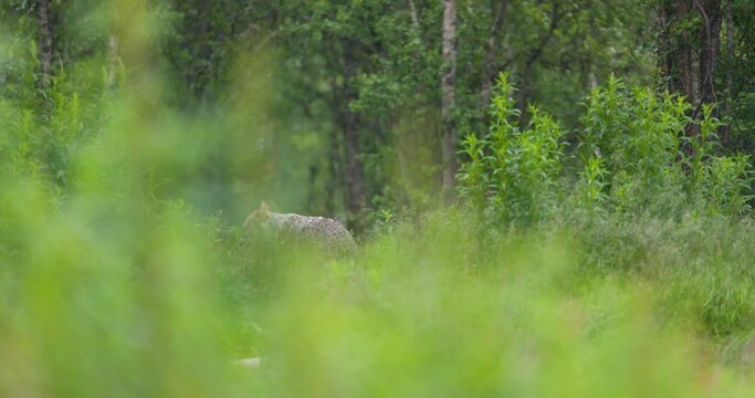 Female grey wolf sitting in heavy rain in dens vegitation
