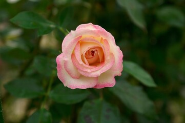 Rose flower with pink border on white, on soil, close up. Detail, macro.