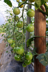 ビニールハウスでのミニトマト(千果)栽培