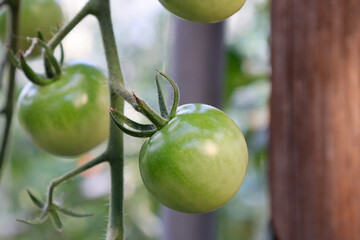 ビニールハウスでのミニトマト(千果)栽培