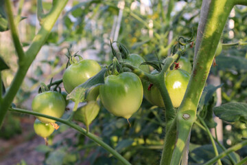 ビニールハウスでのミニトマト(フルティカ)栽培