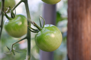 ビニールハウスでのミニトマト(千果)栽培