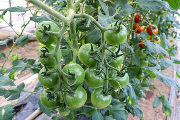 ビニールハウスでのミニトマト栽培