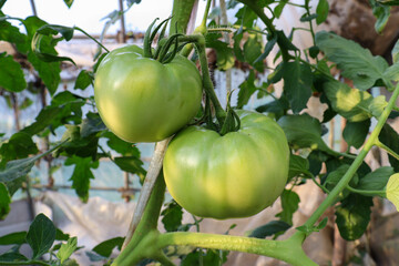 ビニールハウスでのトマト(桃太郎)栽培