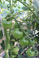 ビニールハウスでのミニトマト栽培