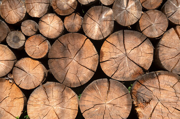 Naklejka premium Pile of old cracked pine logs close