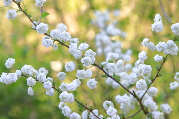 満開のユキヤナギ