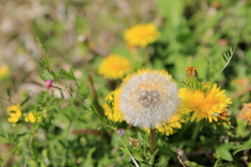 満開のタンポポと綿毛