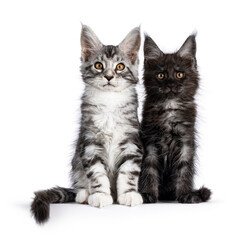 Expressive black smoke  and silver cat kittens, sitting beside each other. Looking straight towards camera. Isolated on a white background.