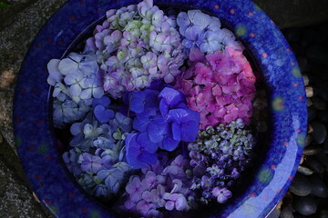 紫陽花手水鉢