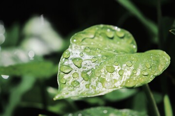 water drops on a leaf