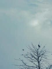 A bird on the tree while a bird is flying to the tree 