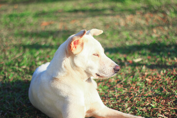 A calm dog. on the green grass.