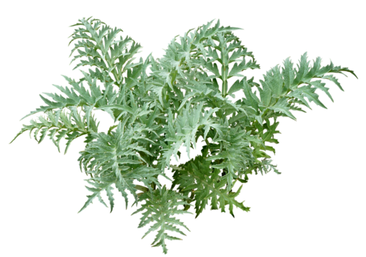 アーティーチョーク　4月撮影