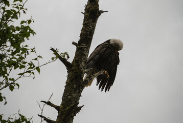 Alaskas national wildlife symbol Bald Eagle resting on branch of tree after fishing on cloudy day near Hoonah, Icy Strait Point